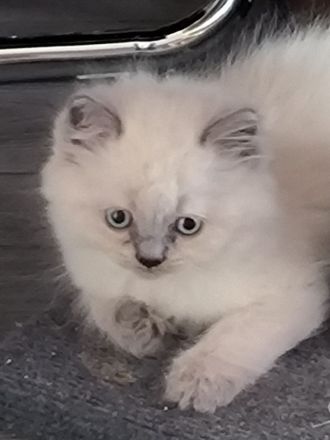 BKH Kitten suchen ein liebevolles Zu Hause