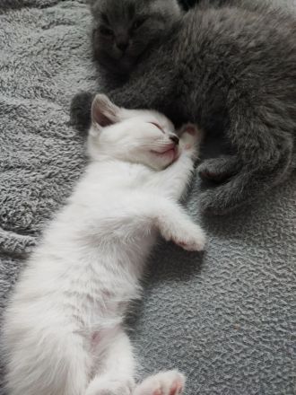 BKH Kitten suchen ein liebevolles Zu Hause