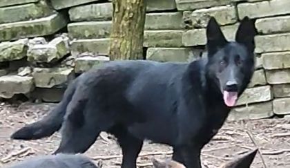 liebe, kastrierte Hara wurde vom Züchtersohn in die rumänische Tötung abgegeben; wir suchen ein Heim