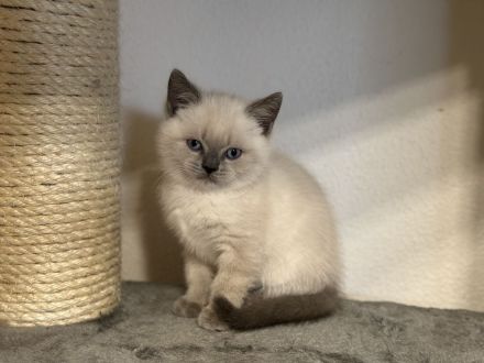 BKH Kitten in Farbe Blue und Blue Point