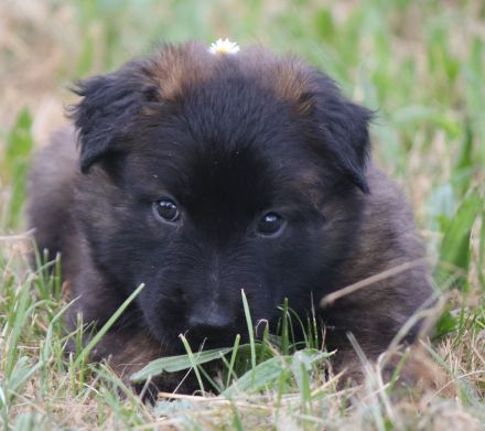 belg. Schäferhundwelpen zu vergeben