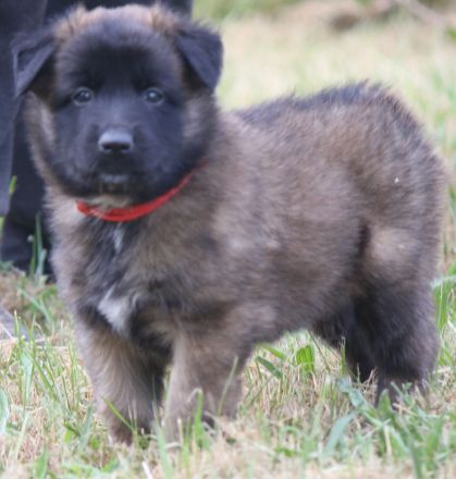 belg. Schäferhundwelpen zu vergeben