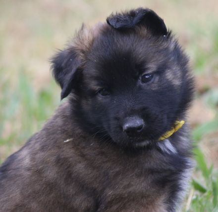 belg. Schäferhundwelpen zu vergeben