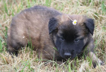 belg. Schäferhundwelpen zu vergeben
