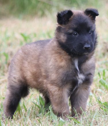 belg. Schäferhundwelpen zu vergeben