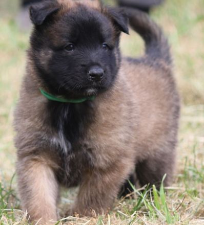 belg. Schäferhundwelpen zu vergeben