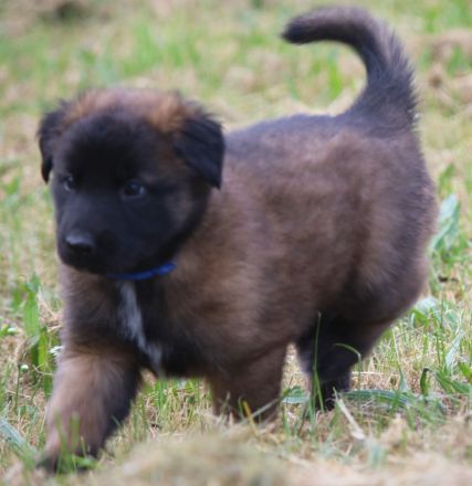 belg. Schäferhundwelpen zu vergeben