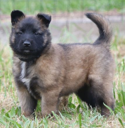 belg. Schäferhundwelpen zu vergeben