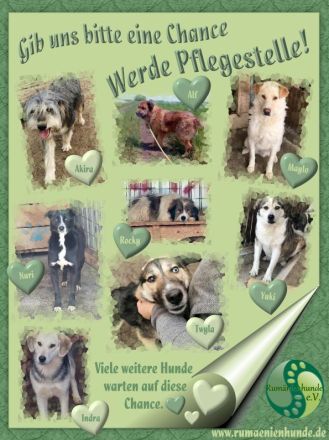 Pflegestellen in ganz Deutschland gesucht