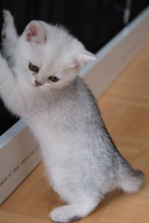 4 Britische Kurzhaar Katzen (Weiß)