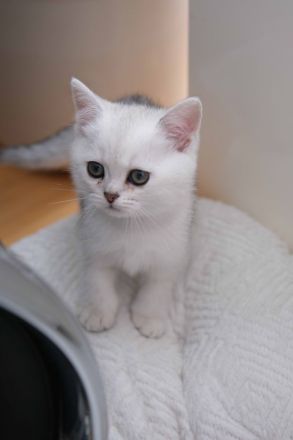 4 Britische Kurzhaar Katzen (Weiß)