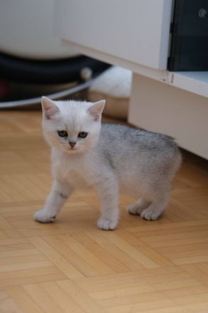 4 Britische Kurzhaar Katzen (Weiß)