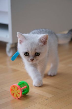 4 Britische Kurzhaar Katzen (Weiß)