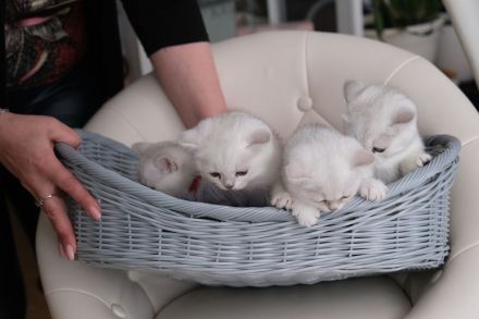 4 Britische Kurzhaar Katzen (Weiß)