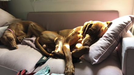Magyar Vizsla aus Berlin
