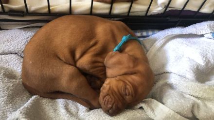 Magyar Vizsla aus Berlin