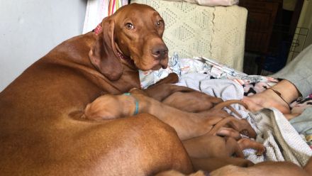 Magyar Vizsla aus Berlin