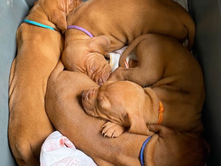 Magyar Vizsla aus Berlin