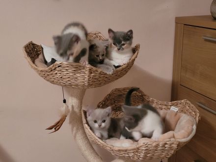 reinrassige BKH Kitten abgabebereit