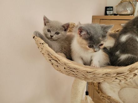 reinrassige BKH Kitten abgabebereit