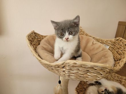 reinrassige BKH Kitten abgabebereit