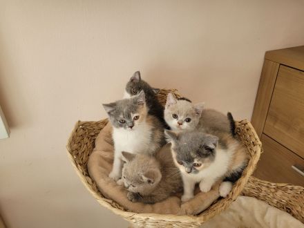 reinrassige BKH Kitten abgabebereit