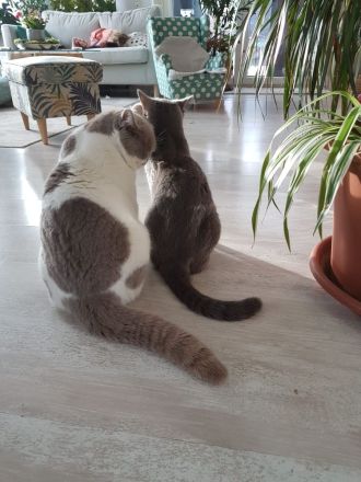 reinrassige BKH Kitten abgabebereit