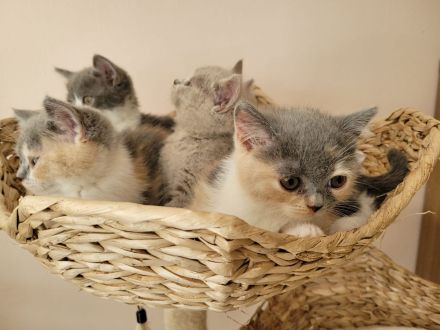 reinrassige BKH Kitten abgabebereit