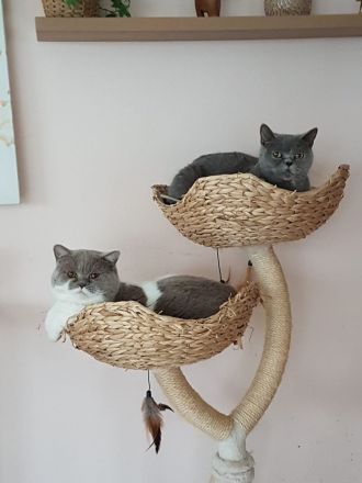 reinrassige BKH Kitten abgabebereit