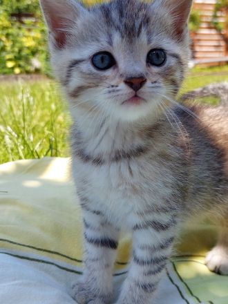 2 Kitten BKH Abgabe Ende Juni