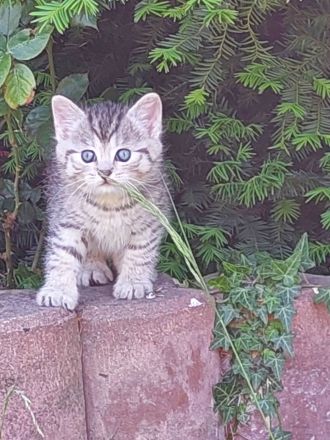 2 Kitten BKH Abgabe Ende Juni