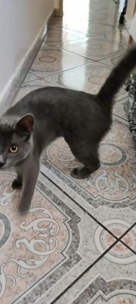 Verspielte graue Katze