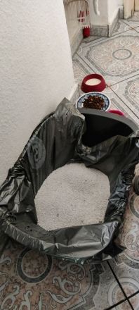 Verspielte graue Katze