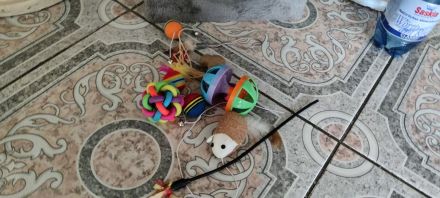 Verspielte graue Katze