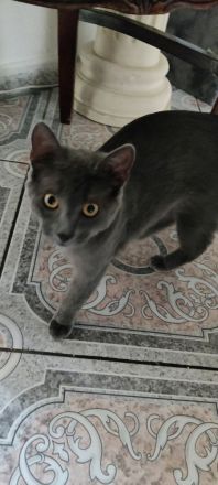 Verspielte graue Katze