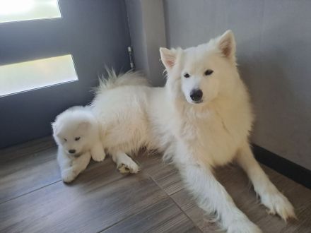 Samojeden welpen Suche ein zu Hause für immer