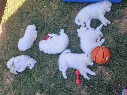 Samojeden welpen Suche ein zu Hause für immer