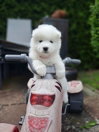 Samojeden welpen Suche ein zu Hause für immer