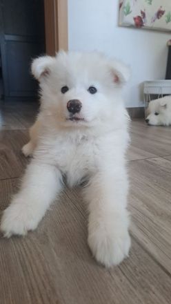 Samojeden welpen Suche ein zu Hause für immer