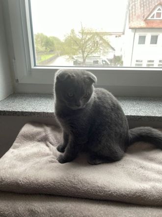 SKH 6 Monate alt junge (scottisch- brittisch)