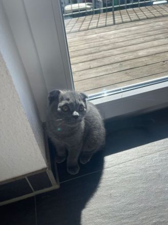 SKH 6 Monate alt junge (scottisch- brittisch)