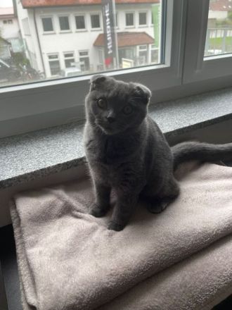 SKH 6 Monate alt junge (scottisch- brittisch)