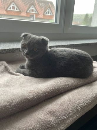 SKH 6 Monate alt junge (scottisch- brittisch)