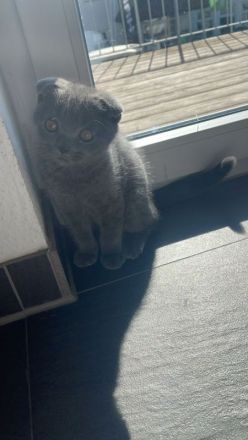 SKH 6 Monate alt junge (scottisch- brittisch)