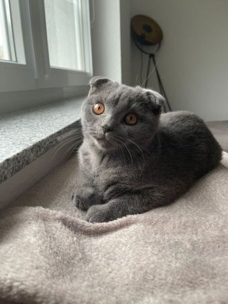 SKH 6 Monate alt junge (scottisch- brittisch)