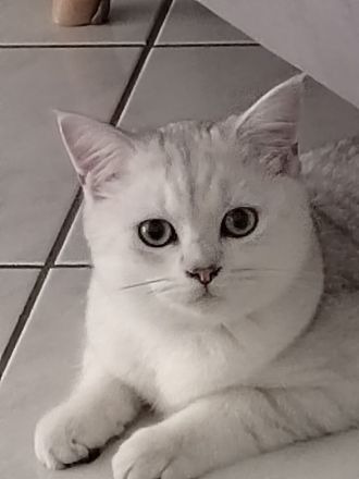 Britisch Kurzhaar Kitten Kater und Katze BKH