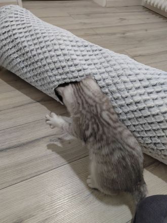 Britisch Kurzhaar Kitten Kater und Katze BKH