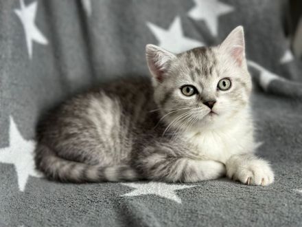 Britisch Kurzhaar Kitten Kater und Katze BKH