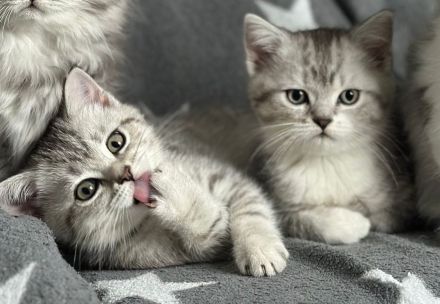 Britisch Kurzhaar Kitten Kater und Katze BKH