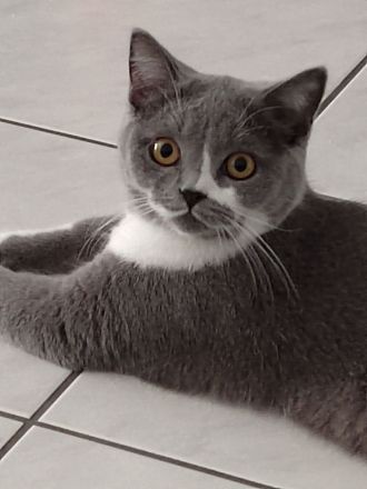 Britisch Kurzhaar Kitten Kater und Katze BKH